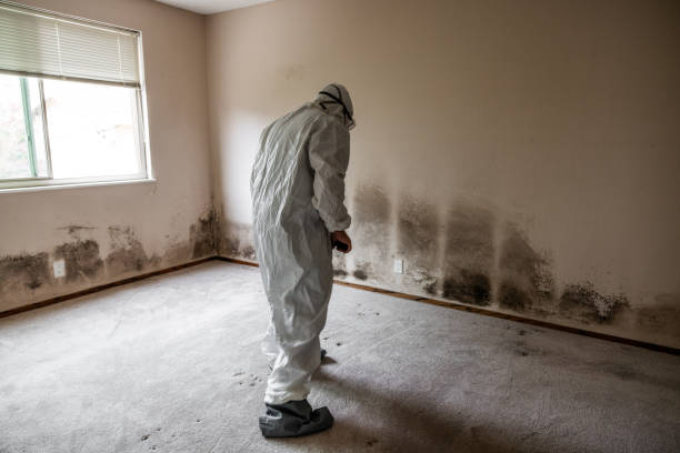 Trusted Hasson Heights, PA Mold Remediation Experts